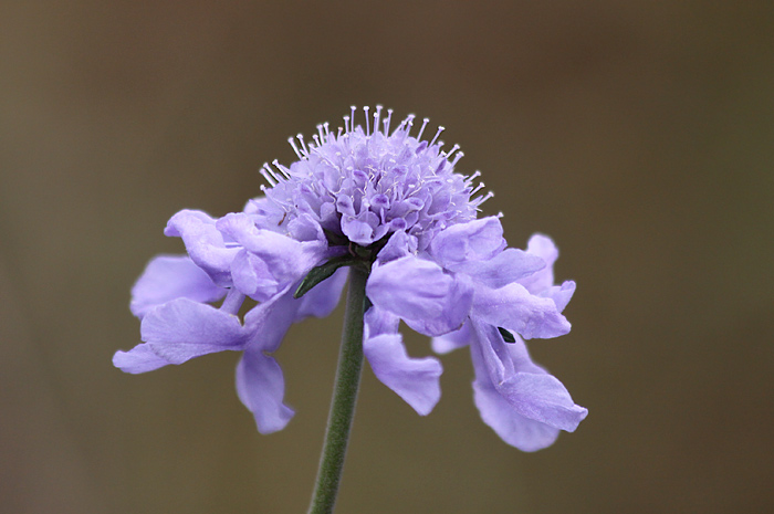 杪夏箱根湿性花園のマツムシ草 パステル画