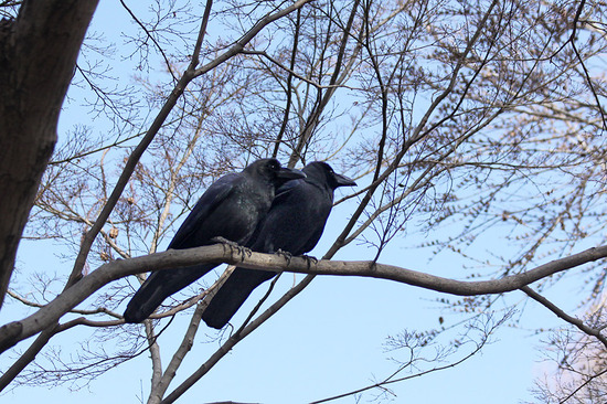 ¥Ï¥·¥Ö¥È¥¬¥é¥¹