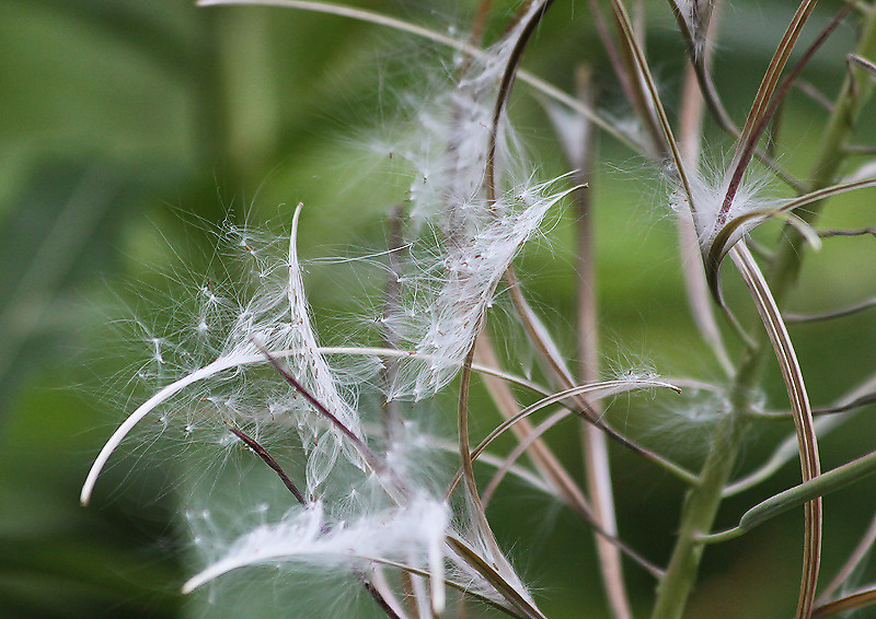 初めて見る果序の姿 箱根湿生花園 ２ 妖精からの贈物