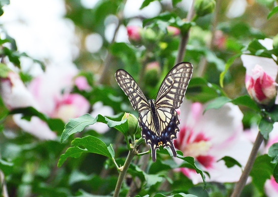 ¥Ê¥ß¥¢¥²¥Ï