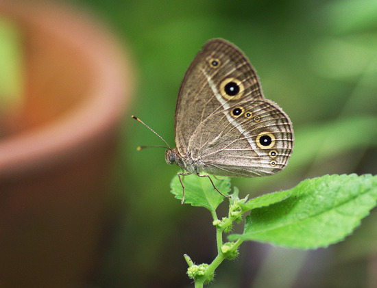 ¥Ò¥á¥¸¥ã¥Î¥á