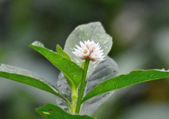 ¥Ê¥¬¥¨¥Ä¥ë¥Î¥²¥¤¥È¥¦