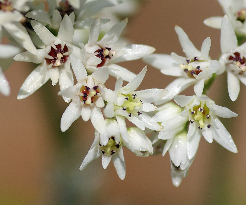 この5ヶ月 タンチョウソウ ３月下旬 妖精からの贈物