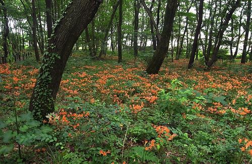 キツネノカミソリの群生