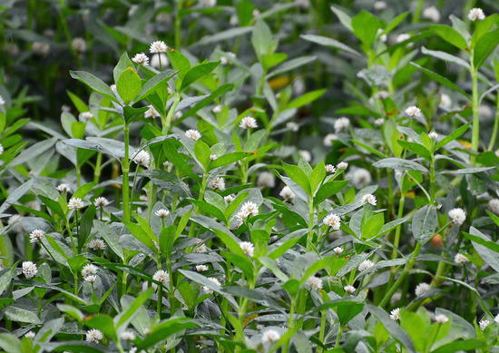 ¥Ê¥¬¥¨¥Ä¥ë¥Î¥²¥¤¥È¥¦