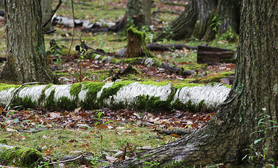 ¥·¥é¥«¥Ð¤ÎÅÝÌÚ