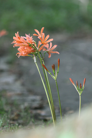 キツネノカミソリ