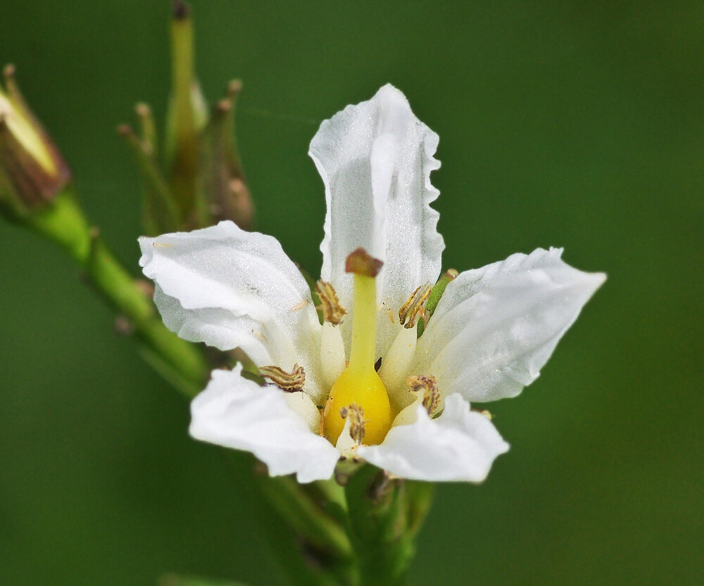 のんびり進む栂池自然園 ８月上旬 ２ イワイチョウなど 妖精からの贈物
