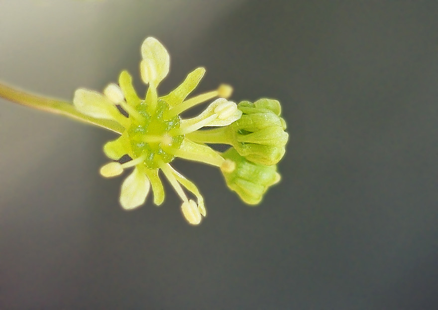 やっと カエデの花 妖精からの贈物 やっと カエデの花 妖精からの贈物