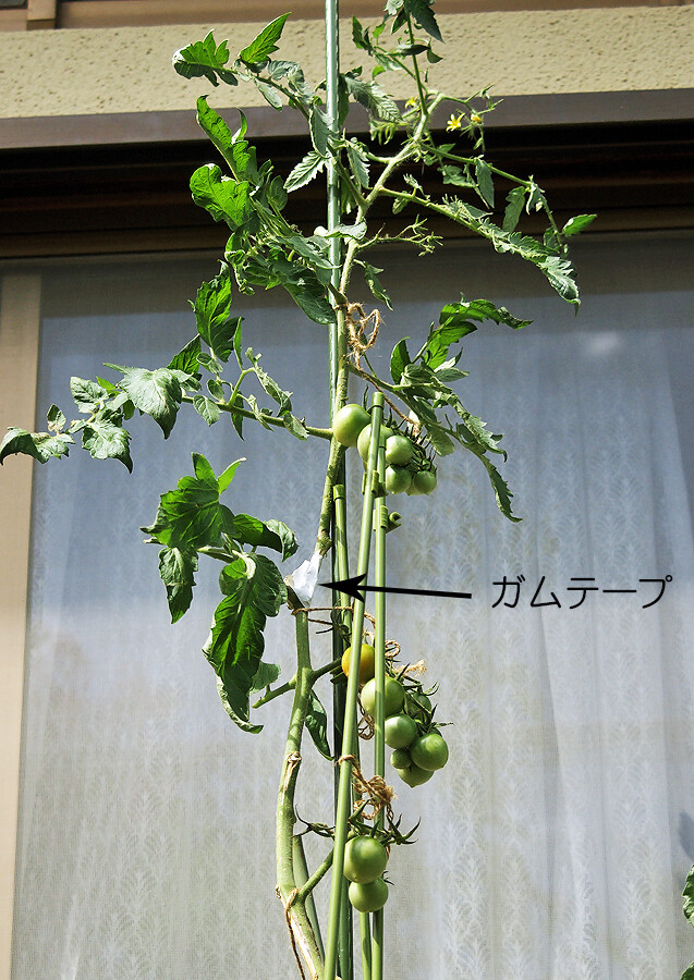 ミニトマト２種 中玉トマト トマト 花 実 毛など 妖精からの贈物