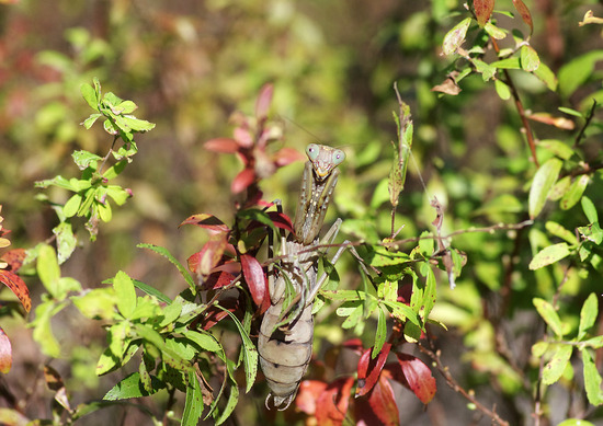 ¥Ï¥é¥Ó¥í¥«¥Þ¥¥ê