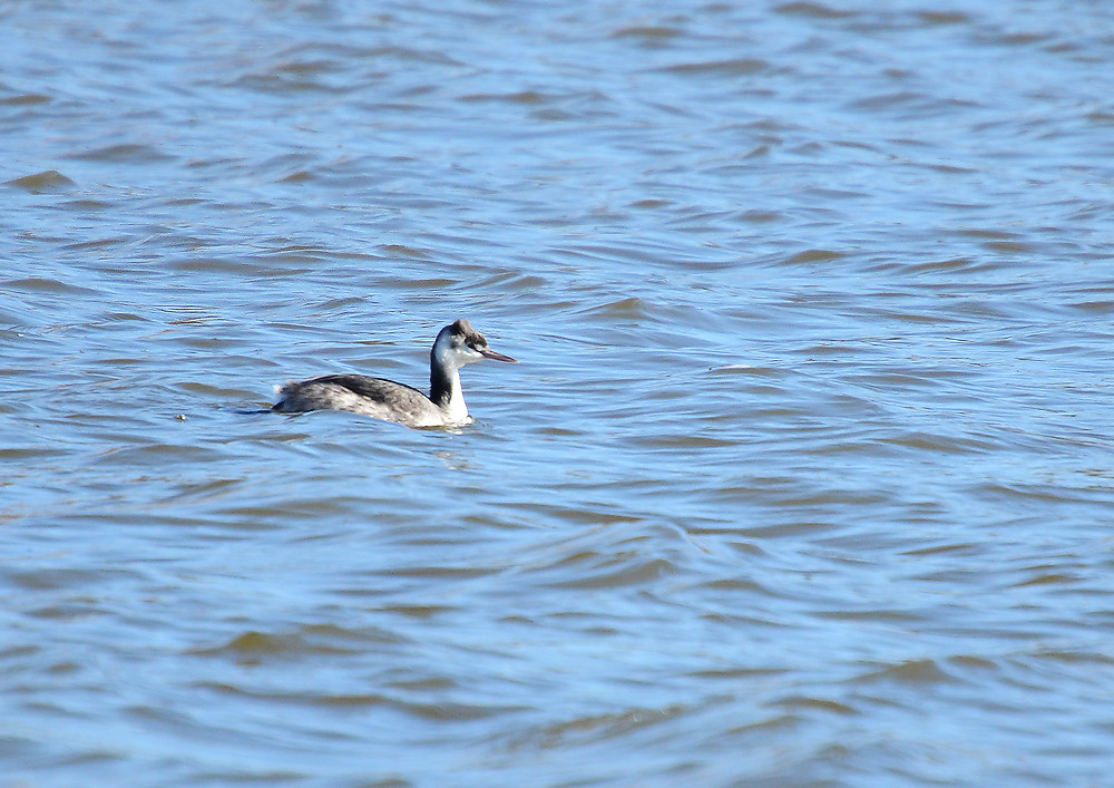 カンムリカイツブリ（水元公園・1） : 妖精からの贈物