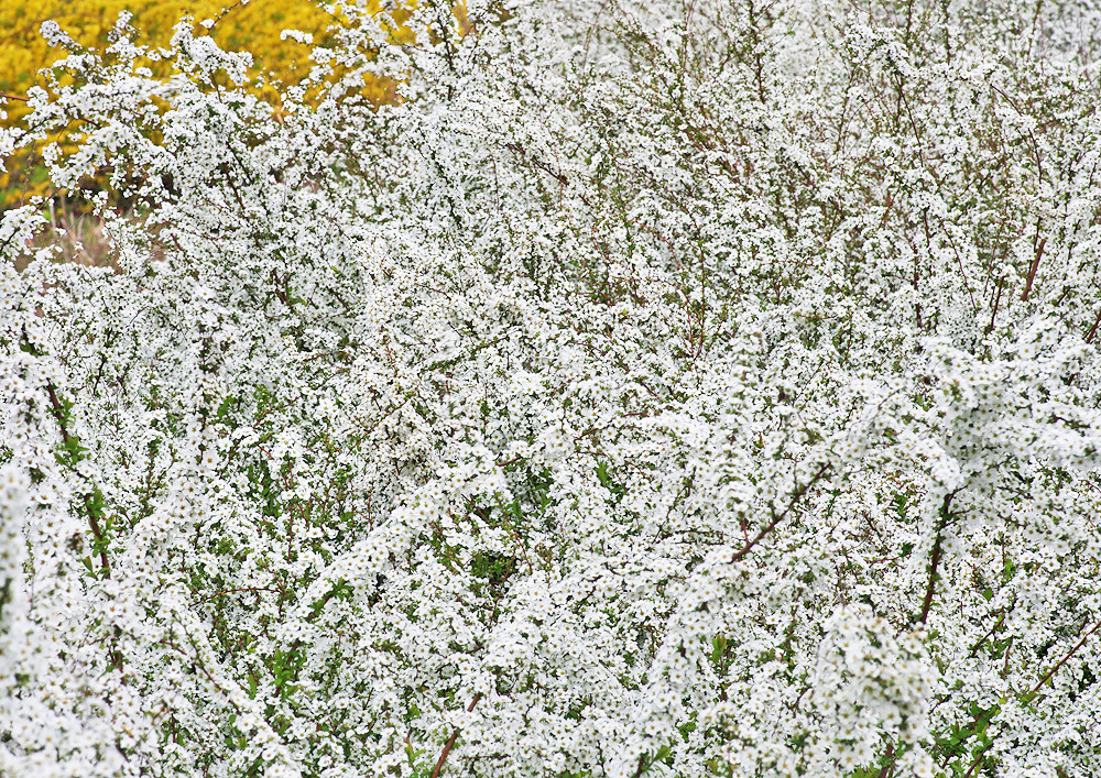 満開のユキヤナギ 根木内歴史公園 妖精からの贈物