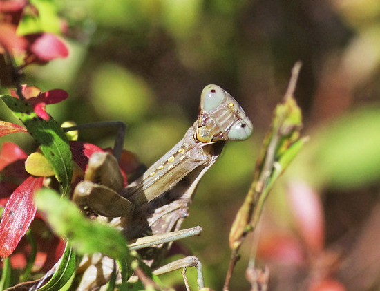 ¥Ï¥é¥Ó¥í¥«¥Þ¥¥ê