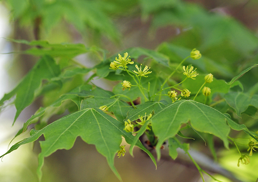 やっと カエデの花 妖精からの贈物 やっと カエデの花 妖精からの贈物