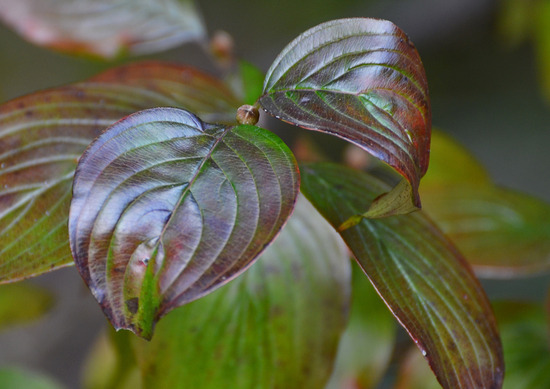 ¥µ¥ó¥·¥å¥æ