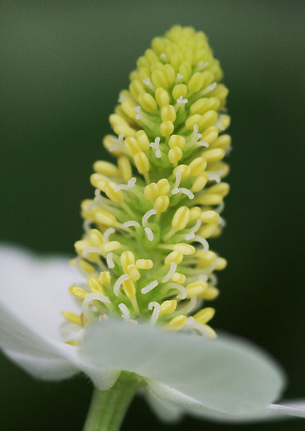 妖精からの贈物 野草 妖精からの贈物 野草