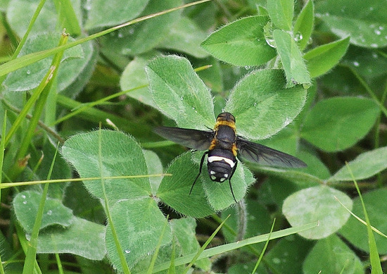 ¥¯¥í¥Ð¥Í¥Ä¥ê¥¢¥Ö