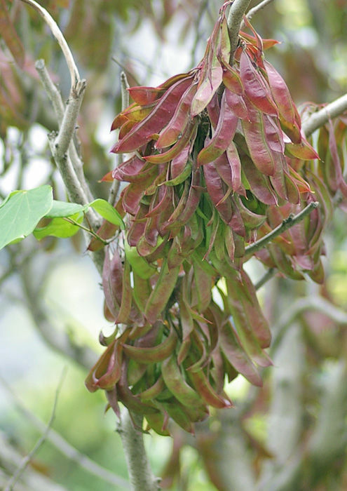 いま ハナズオウは 妖精からの贈物