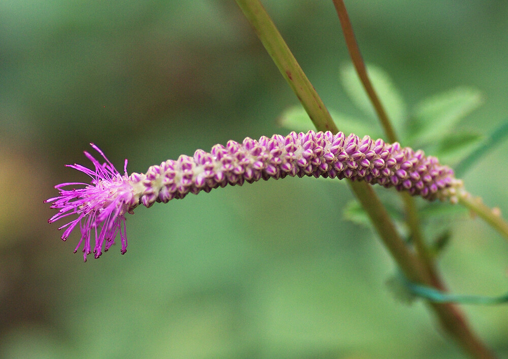 カライトソウなど色鮮やかな花 市川市万葉植物園 ４ 妖精からの贈物