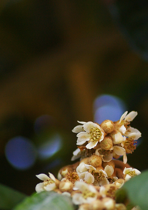 しびれを切らして 妖精からの贈物