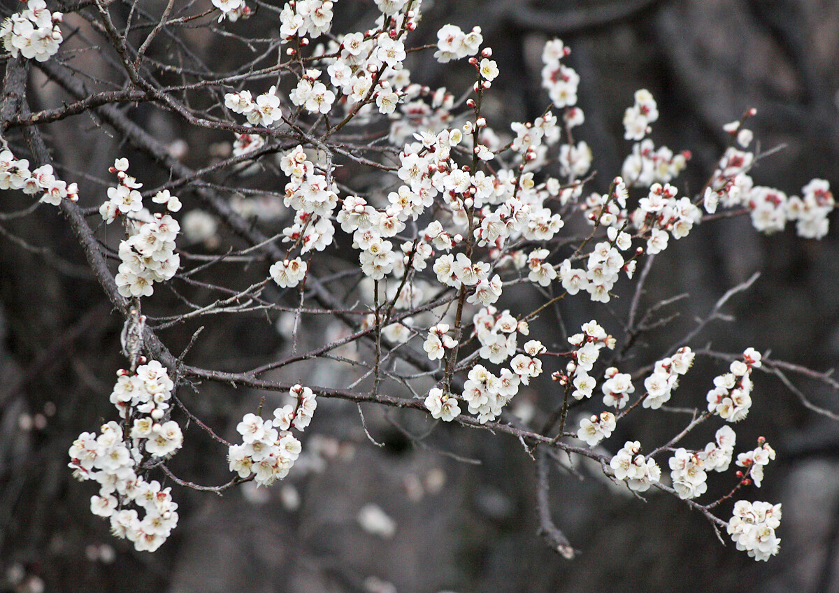 春を告げる花たち ２月末日 妖精からの贈物
