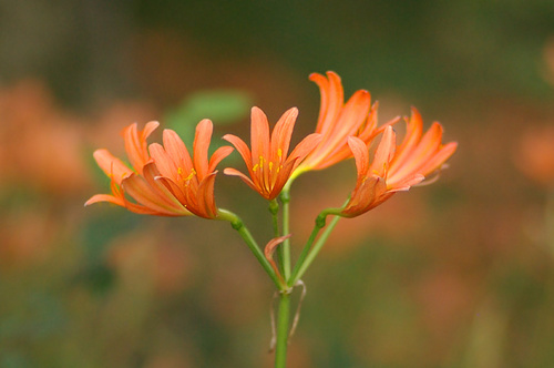 キツネノカミソリ