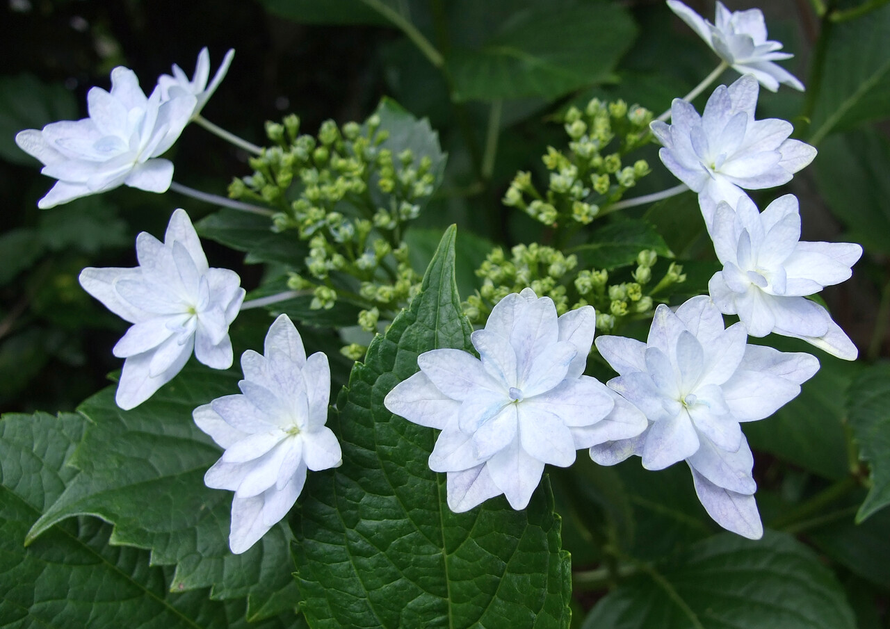 庭の紫陽花 ６月 妖精からの贈物