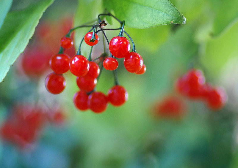 秋の赤い実（ハダカホオズキなど） : 妖精からの贈物