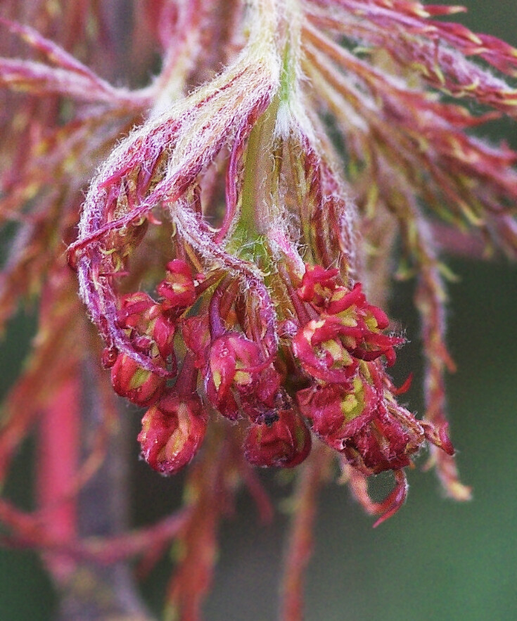 芽吹き・3（枝垂れモミジ） : 妖精からの贈物