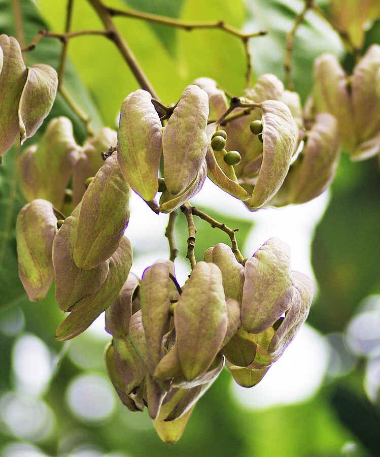 アオギリの実 妖精からの贈物