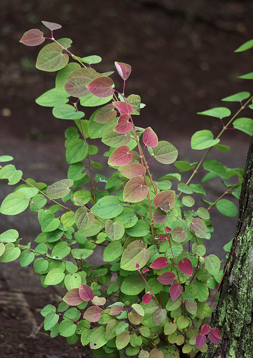 瑞々しい葉や実 妖精からの贈物