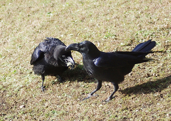 ¥Ï¥·¥Ö¥È¥¬¥é¥¹