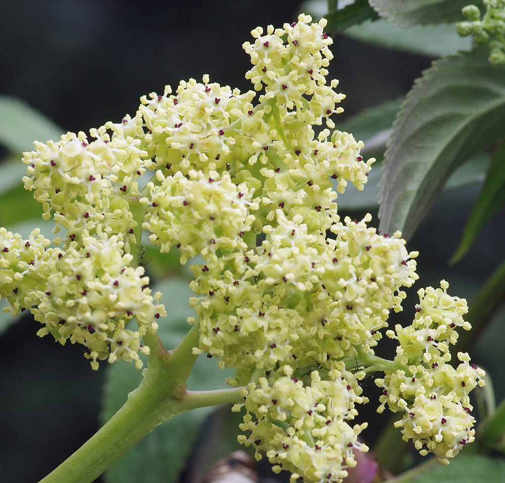 妖精からの贈物 22年04月22日