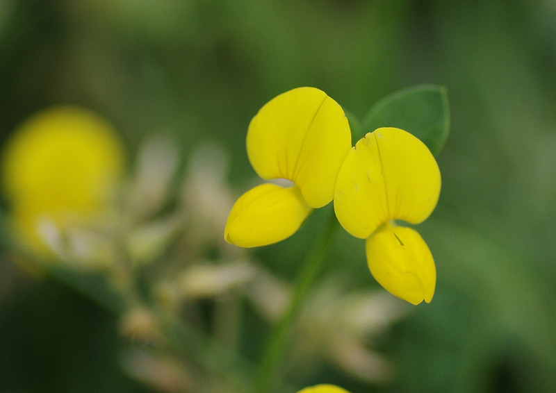 野草６種 妖精からの贈物