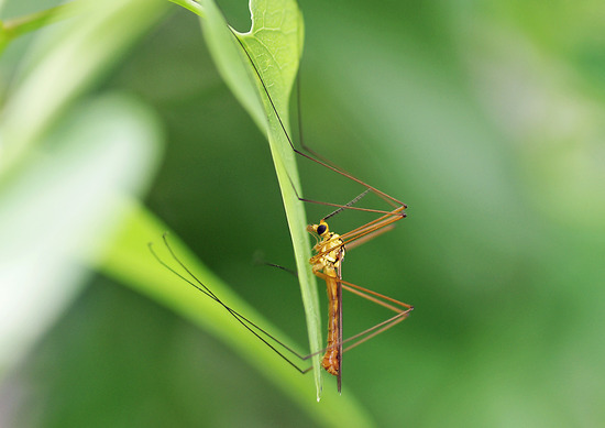 ¥¥¤¥í¥Û¥½¥¬¥¬¥ó¥Ü