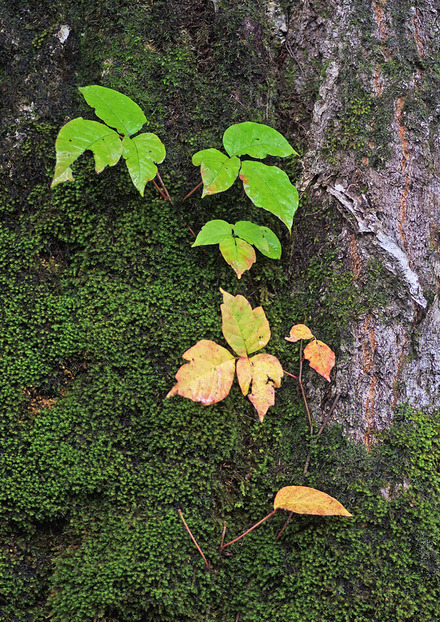 ¥Ä¥¿¥¦¥ë¥·