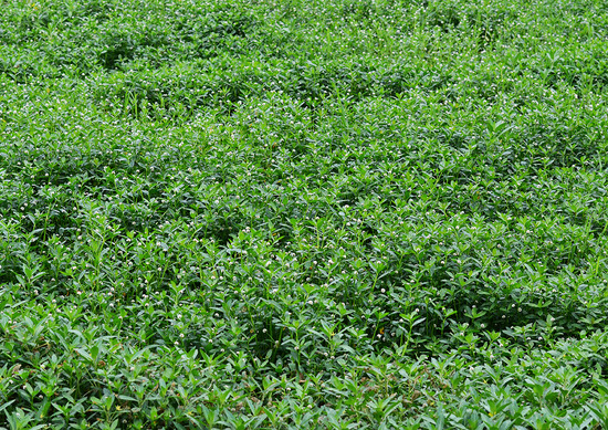 ¥Ê¥¬¥¨¥Ä¥ë¥Î¥²¥¤¥È¥¦