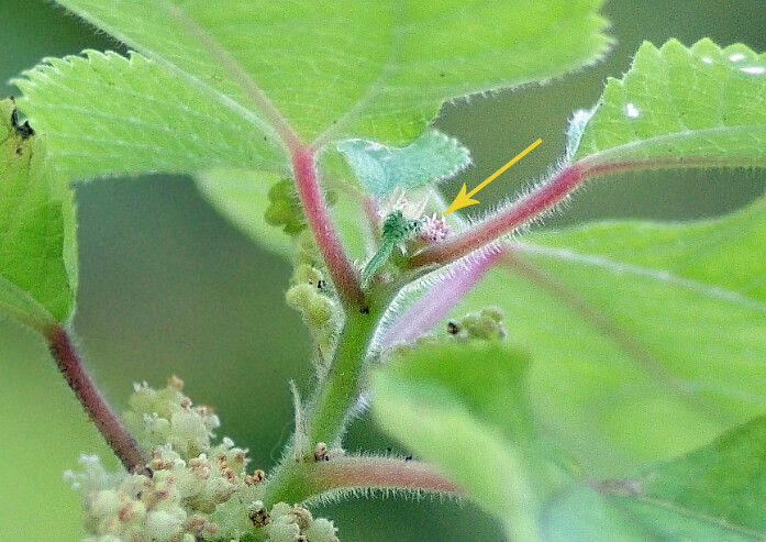 妖精からの贈物:向島百花園4（イネ科イラクサ科など）