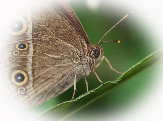 ¥Ò¥á¥¸¥ã¥Î¥á