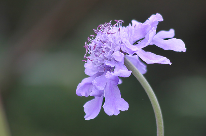 杪夏 箱根湿性花園のマツムシ草 パステル画（箱根湿生花園