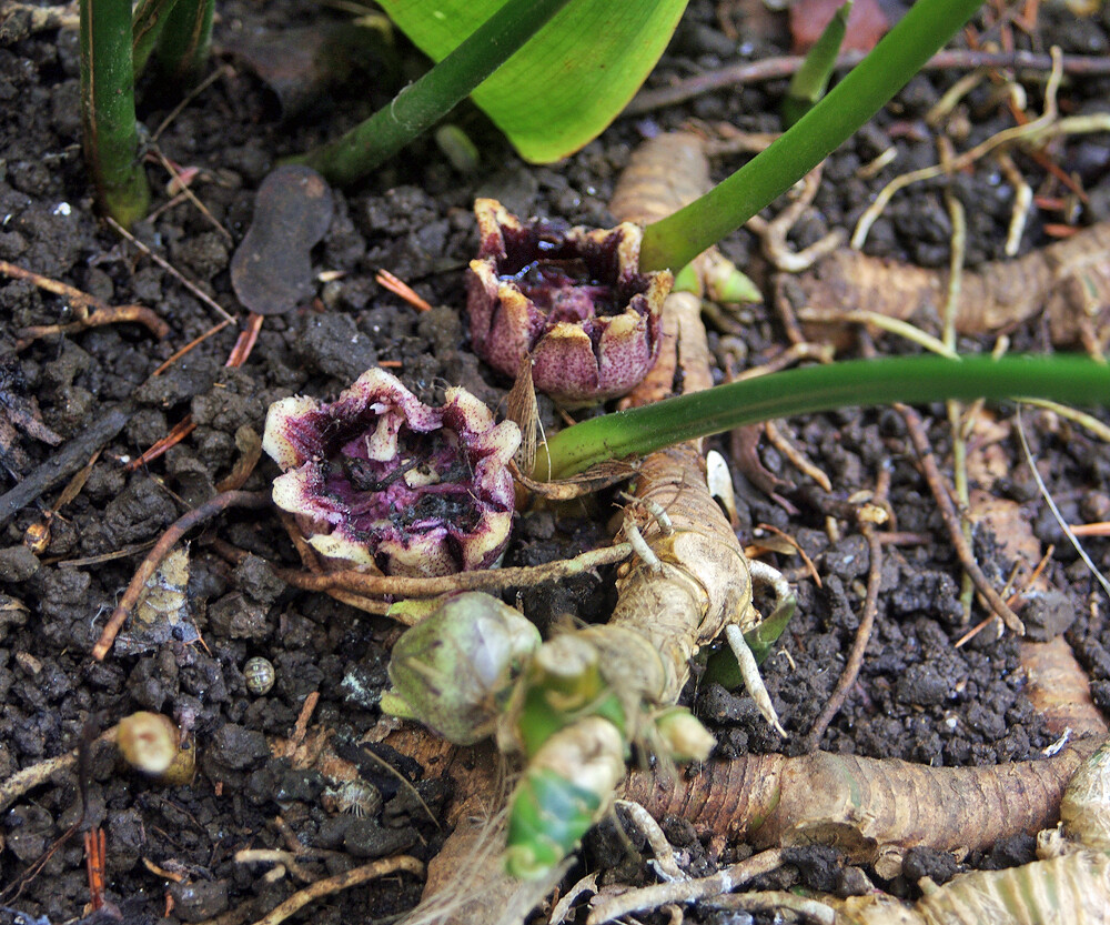 ハランの花の秘密 ﾟ ﾟ ﾟ 妖精からの贈物