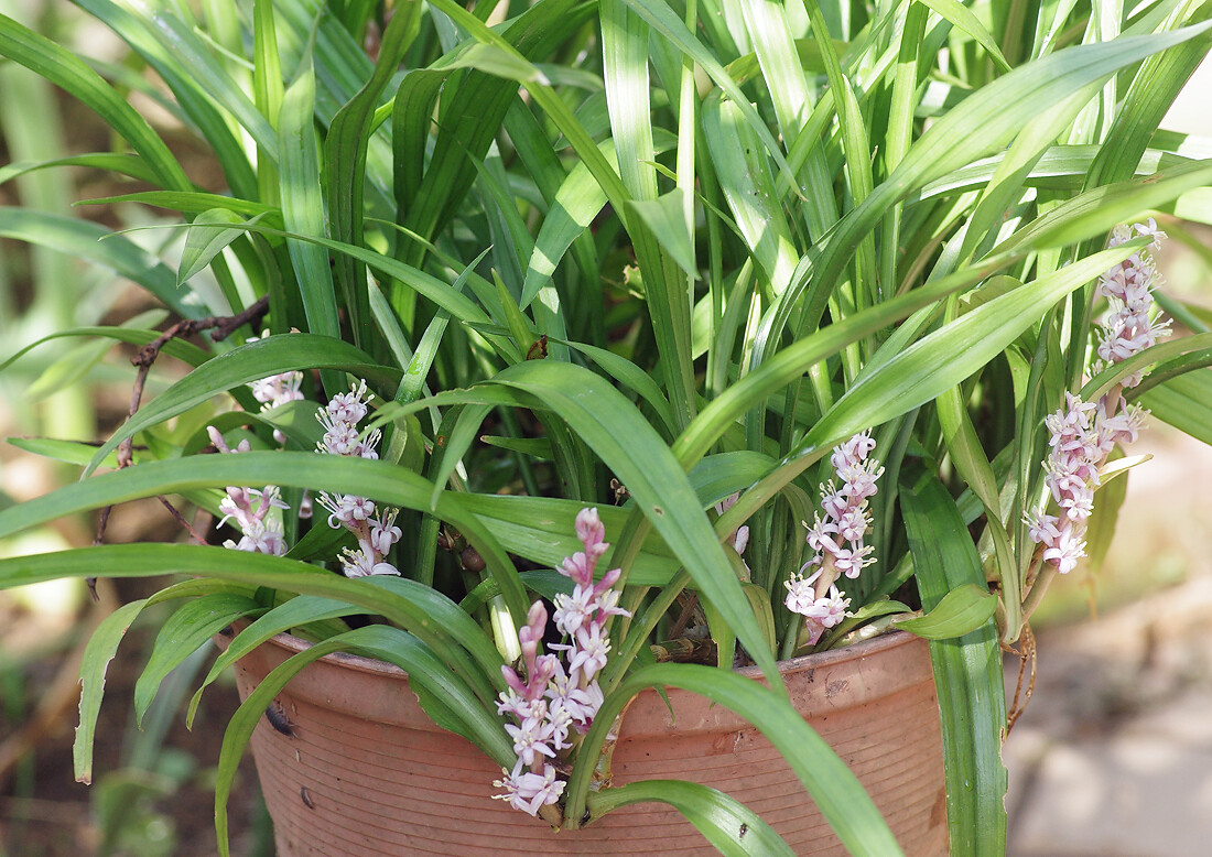 キチジョウソウの両性花と雄花 10月上旬 妖精からの贈物 キチジョウソウの両性花と雄花 10月上旬 妖精からの贈物