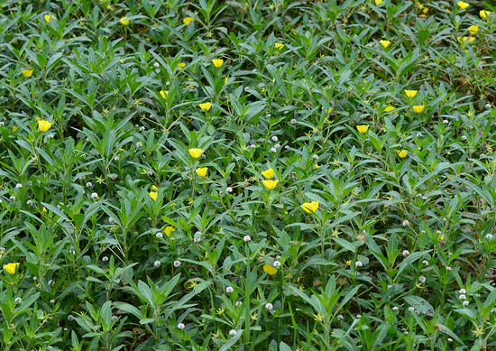 ¥ª¥ª¥Ð¥Ê¥ß¥º¥¥ó¥Ð¥¤¡¦¥Ê¥¬¥¨¥Ä¥ë¥Î¥²¥¤¥È¥¦