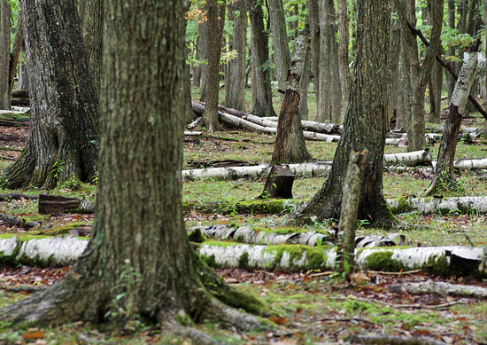 ¥ß¥º¥Ê¥éÎÓ