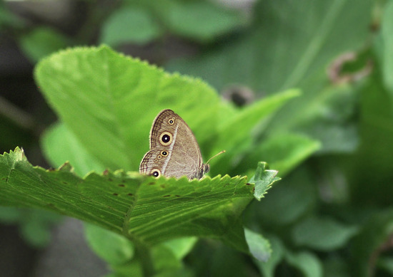 ¥Ò¥á¥¸¥ã¥Î¥á