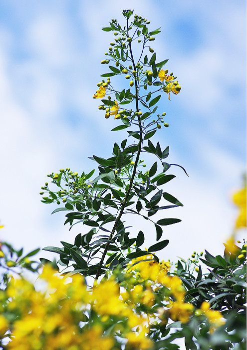 ハナセンナ アンデスの乙女 妖精からの贈物