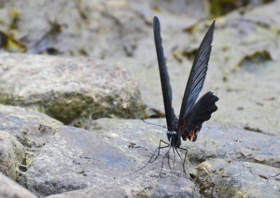 ¥Ê¥¬¥µ¥¥¢¥²¥Ï