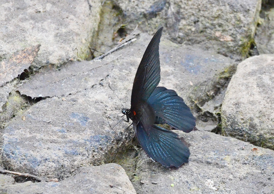 ¥Ê¥¬¥µ¥¥¢¥²¥Ï