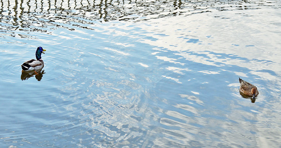 ¥Þ¥¬¥â¡é¤È¥ª¥Ê¥¬¥¬¥â¡ê